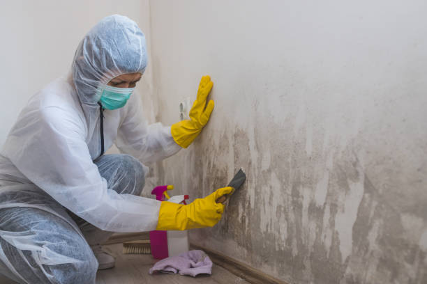 Best Post-Flood Mold Remediation in Meeker, OK