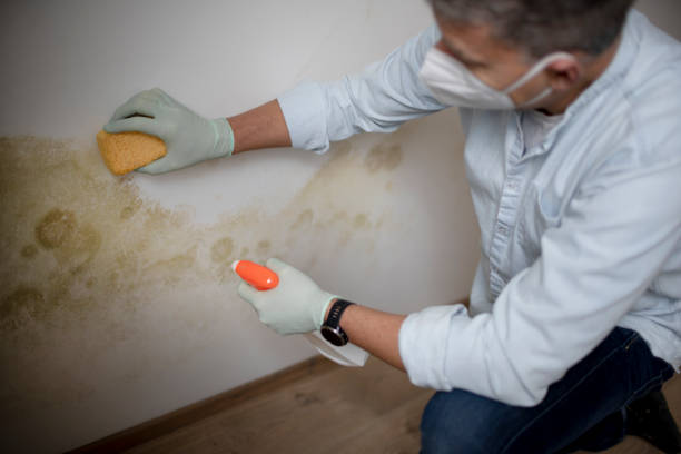 Best Health and Safety Mold Remediation in Meeker, OK