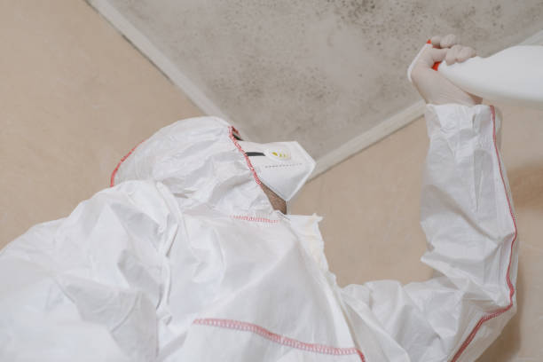 Best Basement Mold Remediation in Meeker, OK