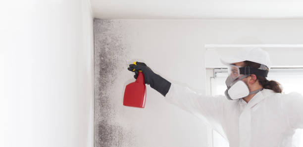 Best Attic Mold Remediation in Meeker, OK