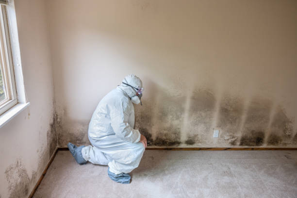Best Black Mold Remediation in Meeker, OK