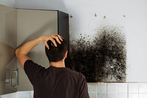 Best Mold Testing and Inspection Services in Meeker, OK