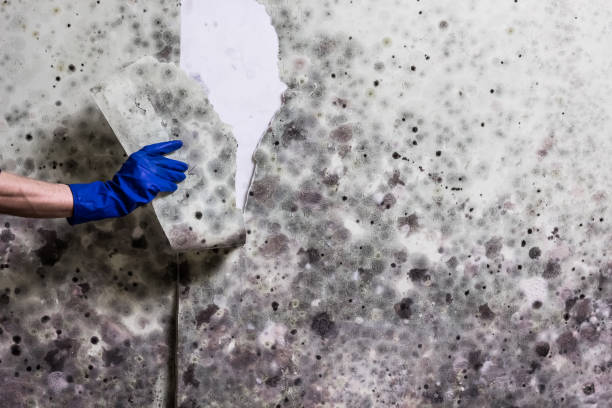 Best Bathroom Mold Remediation in Meeker, OK
